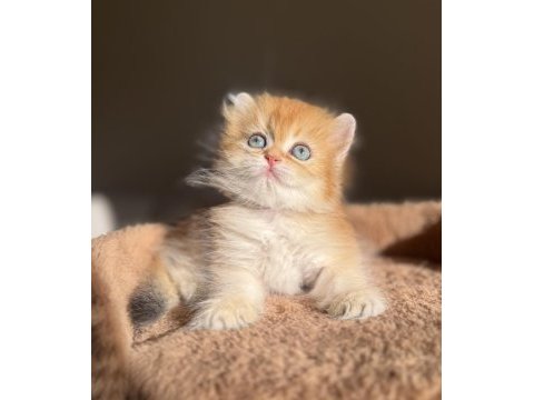 Ny11 golden mükemmel kalite british longhair kedisi