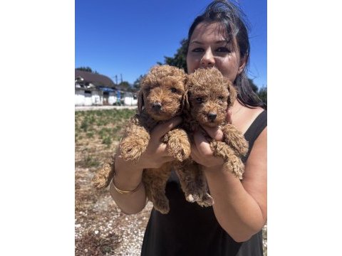 Red sağlık ve ırk garantili toy poodle yavrularım