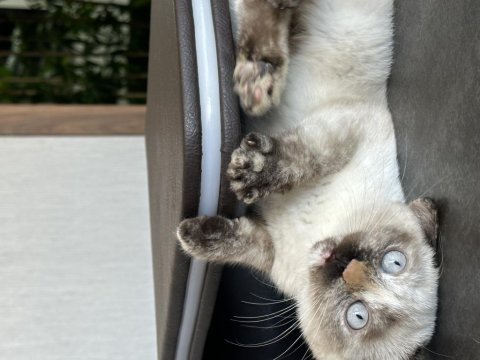 Aşıları tam tertemiz buzul 2 aylık british longhair