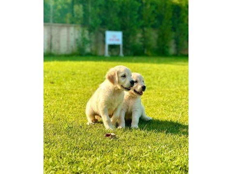 Golden retriever bebeklerimiz aşıları tam