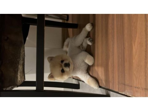 Pomeranian boo köpeğimiz 2 yaşında