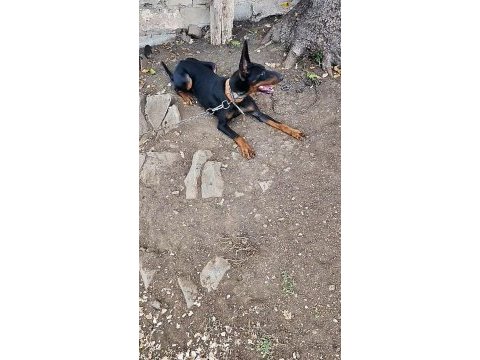 Orijinal doberman 2 yaşında