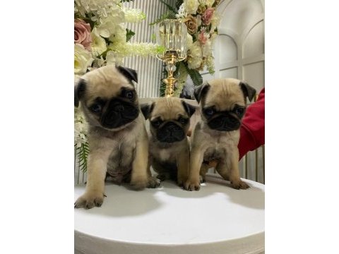 A kalite 50 günlük erkek ve dişi pug mops bebekler