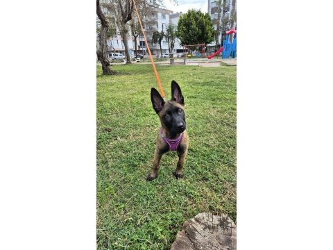 4 aylık son kalite üst düzey malinois