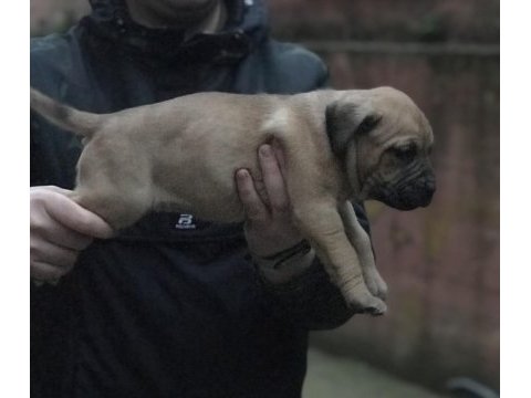 A class dev adayı presa canario yavruları