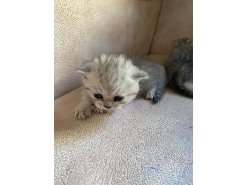 Yavru british shorthair kedim sahiplendirilecek