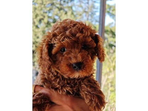Toy poodle yavrular 3 erkek 1 dişi