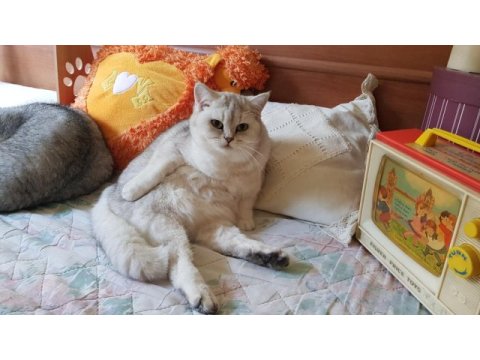 Lokum hanım mınnoş kedimiz acıl sahiplendirilecek
