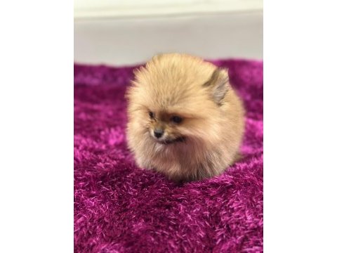 Irk garantılı tea cup pomeranian