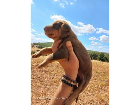A kalite doberman bebekler