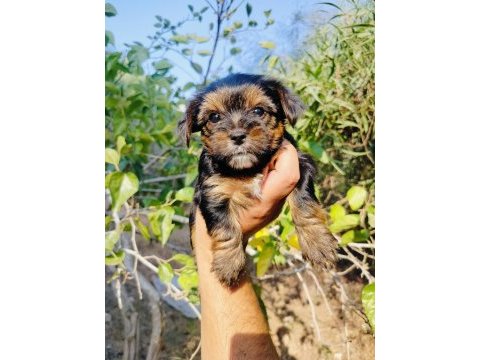 Teacup bardak boy yorkshire terrier yavruları