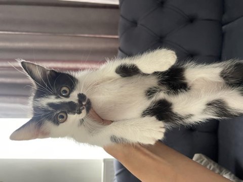 Ankara kedisi