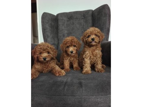 Toy poodle bebekler