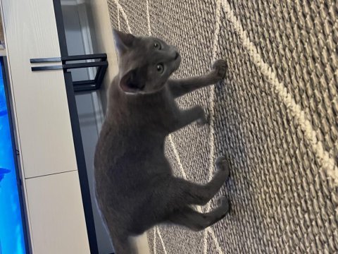 5 aylık gri british shorthair