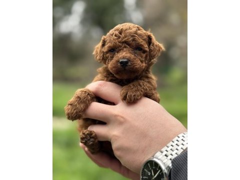 Redbrown kore poodle yavrumuz yeni yuvasına hazır