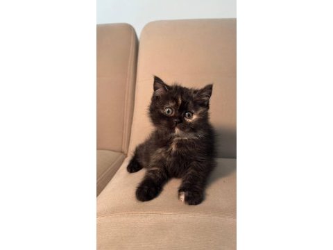 British shorthair 2 aylık yavrular