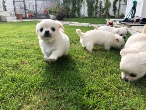 Irkının en iyisi ödüllü chihuahua yavru
