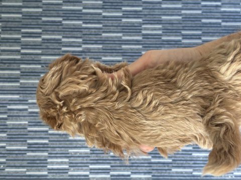 Mükemmel kalite bebek surat maltipoo yavrularımız