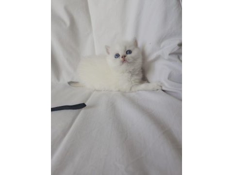 Safkan cana yakın sosyal british shorthair bebekler