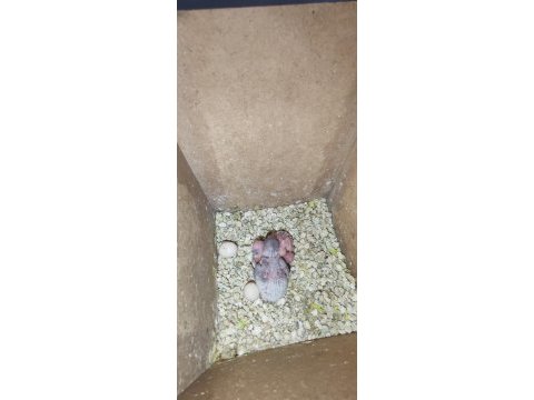 Uyguna yeni yeme düşmüş yavru muhabbet kuşları