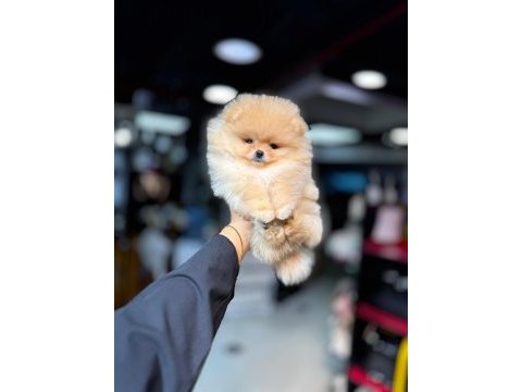 Show kalite ırk ve sağlık garantili pomeranian