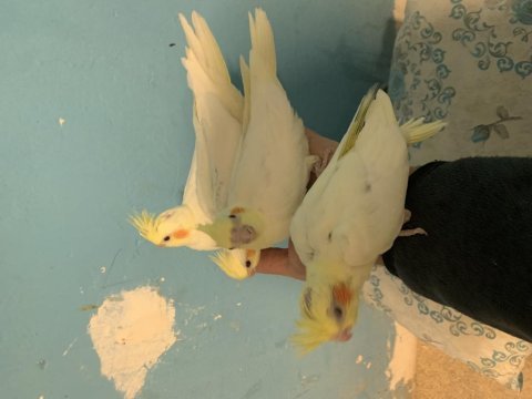 Yavru sultan papağanı bebekler