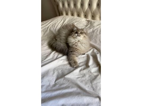 British longhair kartpostal mı gerçek mi