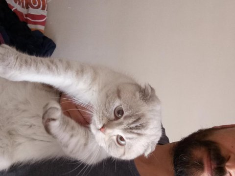 11 aylık scottish fold