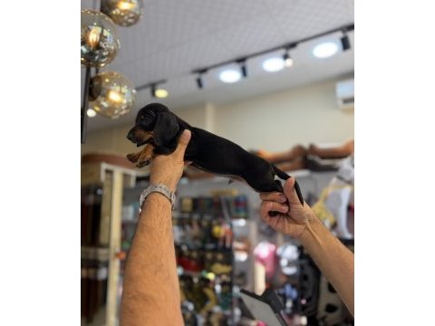 Dachshund erkek yavrular (sosis)