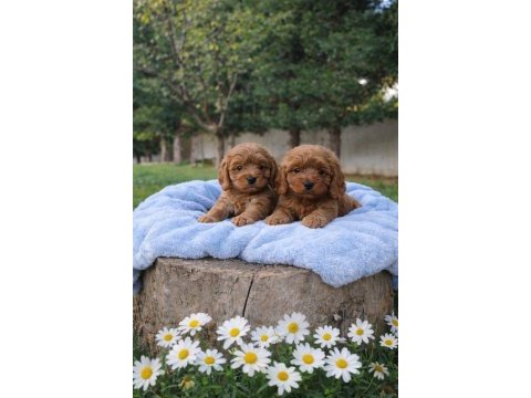 Çok kıymetli cavapoo bebekler