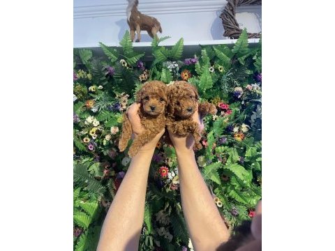 Safkan poodle yavrularımız yeni yuvalarını arıyor