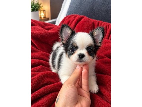 Mikro teacup boy xxsmall mükemmel anatomi şivava