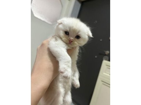Scottish fold blue point yavrularım