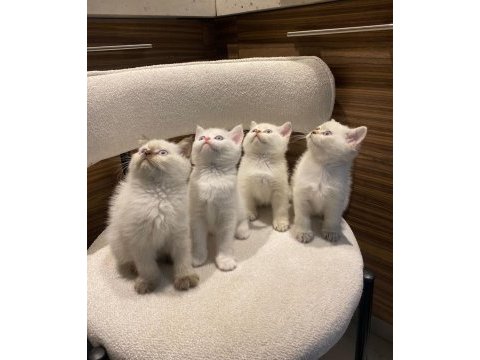 Bluepoint british shorthair yavrularımız