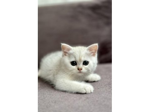 2 aylık sağlıklı scottish fold dişiler