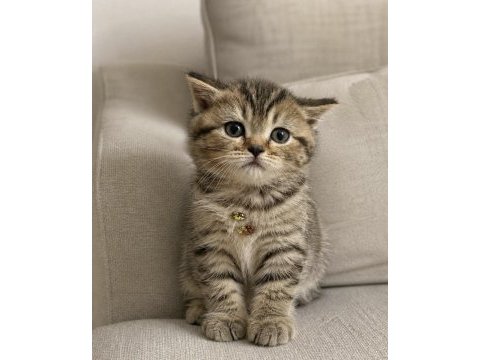 Irkının hası british shorthair