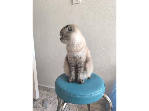 Safkan british longhair yavrularım