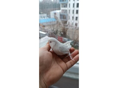 Ücretsiz sahiplendirilecek beyaz kırmızı göz lutino muhabbet