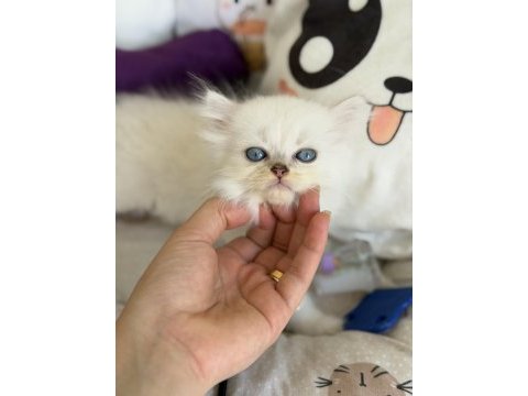 British longhair point