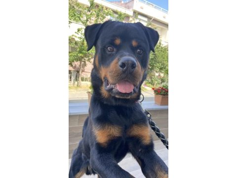 11 aylık erkek sevimli rottweiler