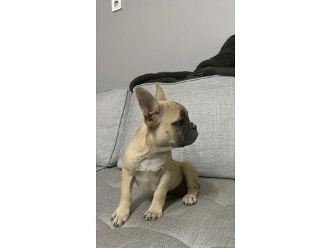 İki buçuk aylık güzeller güzeli french bulldog yavrular