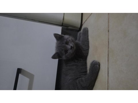 ​bakımlı ve eğitimli yavru kediler