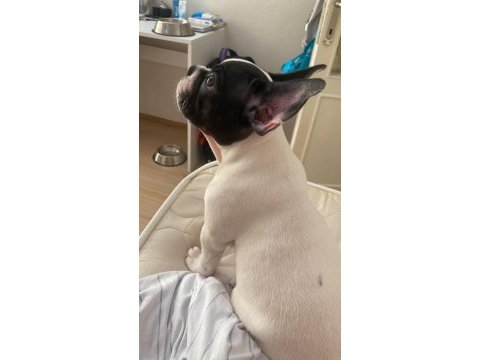 Fransız bulldog köpeği