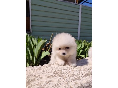 Kaliteli pomeranian yavrular acil