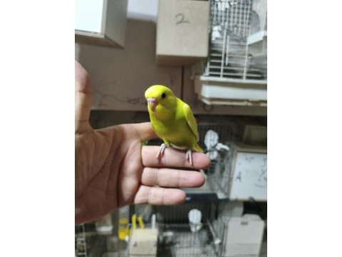 Ele alıştırmalık muhabbet kuşu