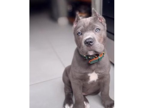 Korumacı cane corso yavrular