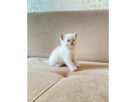 A kalite british shorthair bluepoint