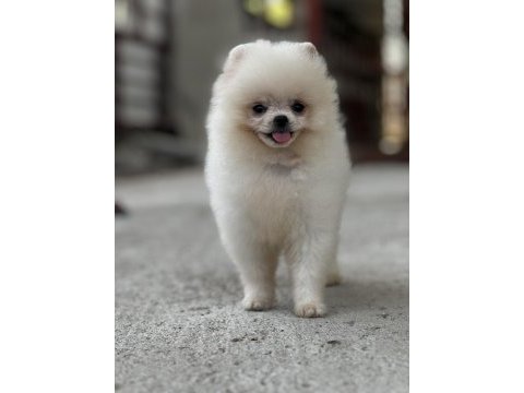 Mersin pomeranian boo köpeği