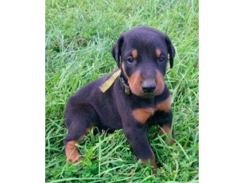 Doberman yavru sahibinden