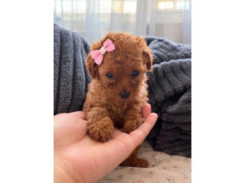 Prens ve prenses köpekler